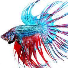 Pez tropical Betta multicolor