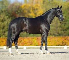 Cabello -Real sangre holandesa-