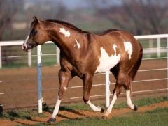 Caballo Pinto Cubano