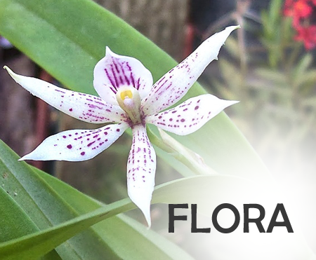 Flora